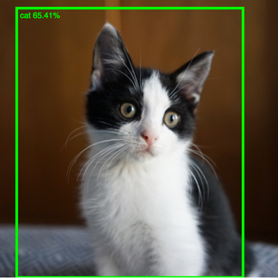 cat detected by yolo